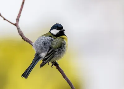 Большая синица - eBird