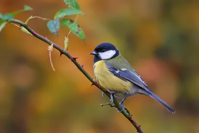 Большая синица [группа major] - eBird