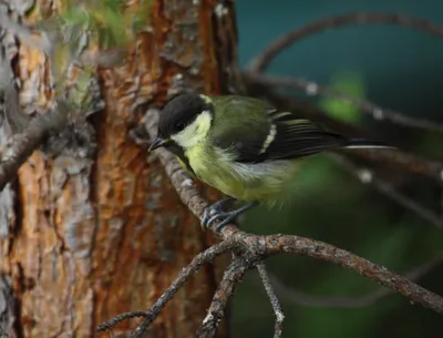 Природа, животные, птицы, фауна, синица, большая синица, больша́к, Parus  major, синицевые, воробьинообразные Stock Photo | Adobe Stock