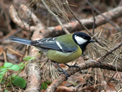 Большая синица (Parus major). Птицы Сибири.