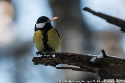 Голоса птиц Как поет Синица большая (Parus major) - YouTube