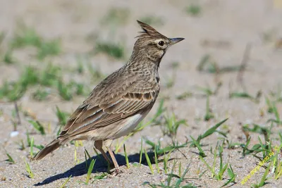 Хохлатый жаворонок Galerida cristata Crested lark