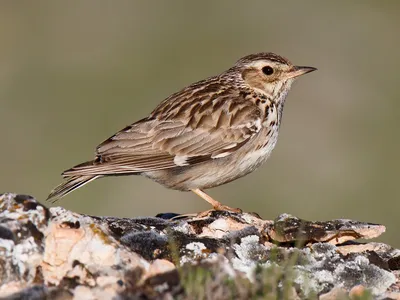 Лесной жаворонок - eBird