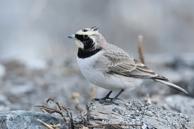 Рогатый жаворонок (Eremophila alpestris). Птицы Европейской России.