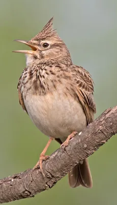 Малый жаворонок - eBird