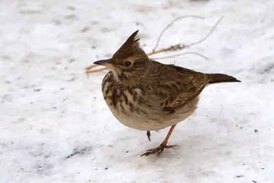 Crested Lark - Cochevis huppé | Жаворонок, Птицы, Воробьи