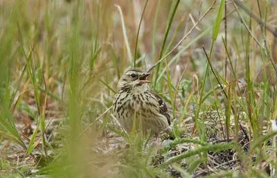 Как живёт полевой жаворонок: 10 интересных фактов о маленькой птице со  звонким голосом | Приключения натуралиста | Дзен