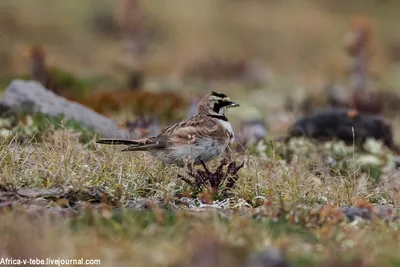 жаворонок полевой | Wild Nature Photo