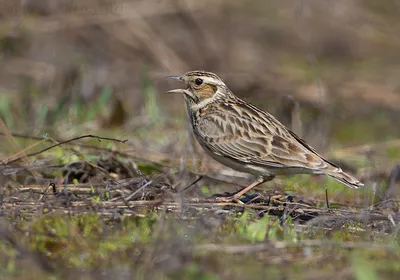 Рогатый жаворонок (Eremophila alpestris). Птицы Сибири.