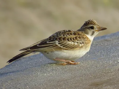 Полевой жаворонок Alauda arvensis Eurasian Sky Lark