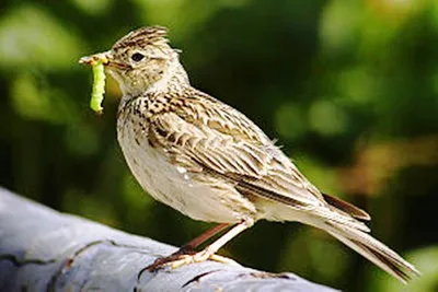 Рогатый жаворонок — Eremophila alpestris / Статьи / Птицы Европы