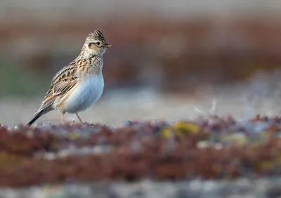 Малый жаворонок - eBird