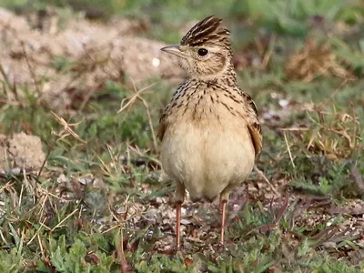 Рогатый жаворонок (Eremophila alpestris). Птицы Сибири.