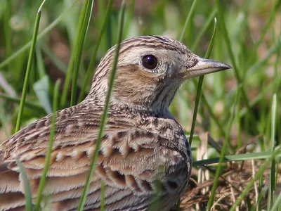 Рогатый жаворонок (Eremophila alpestris). Птицы Азербайджана.