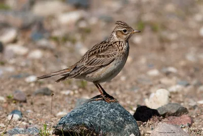 Жаворонок полевой (Alauda arvensis pekinensis). Фотогалерея птиц.  Фотографии птиц России, Беларуси, Украины, Казахстана, Таджикистана,  Азербайджана.