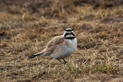 жаворонок полевой | Wild Nature Photo