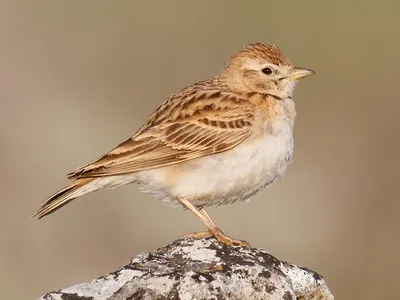 Малый жаворонок - eBird