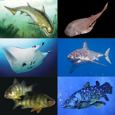 Фото разных рыб фотографии