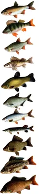 На белом фоне рыб осетровых. Рыба с разных сторон Стоковое Изображение -  изображение насчитывающей еда, лакомка: 182393509
