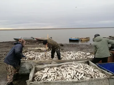 Распродажу свежей рыбы 22 августа проводят в нескольких районах и  Южно-Сахалинске - Новости Сахалинской области - astv.ru