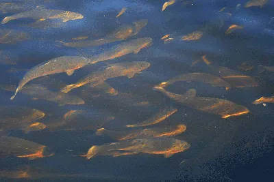 Одинокие Овальные Рыбы Блестит Под Водой В Океане Среди Других Рыб Рыба С  Красным Животом На Размытом Фоне В Темном Дне Свободное Простран — стоковые  фотографии и другие картинки Биология - iStock