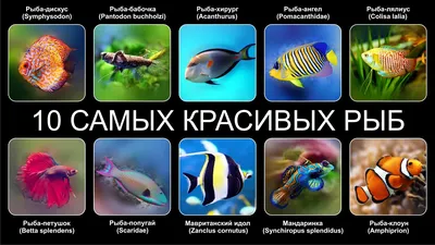 Подводный мир, разные рыбы, огромная…» — создано в Шедевруме