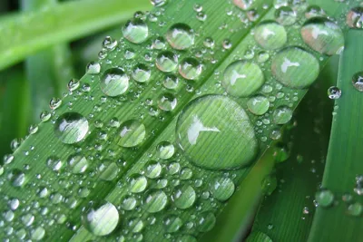Красивые прозрачные капли воды росы на зеленые листья Стоковое Фото -  изображение насчитывающей заползает, льдед: 212498968