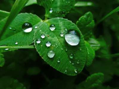 капли воды на зелёной траве. утренние полива росы. капли влаги на листьях  после дождя. красивый зеленый фон Стоковое Фото - изображение насчитывающей  красивейшее, конспектов: 276106522