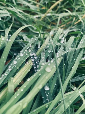 Утром росли капли воды на листе Стоковое Фото - изображение насчитывающей  текстура, лето: 252575554