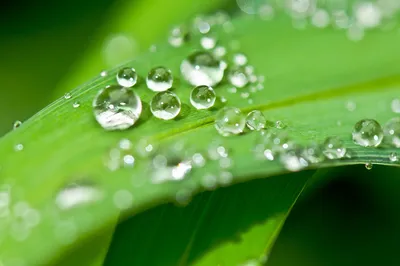 Barret - Просто капли росы #drops #water #waterdrops #dew... | Facebook