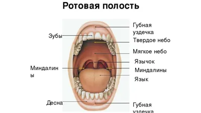 Фото рта человека