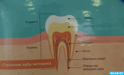 Осмотр полости рта плакат глянцевый А1/А2 › Купить оптом и в розницу › Цена  от завода