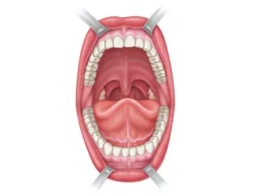 STOMWEB — Строение дна полости рта