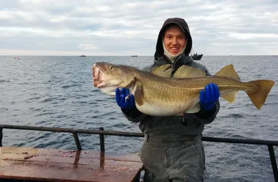 Большой лещ белого моря много рыб соленой воды в итальянском Restaur  Стоковое Фото - изображение насчитывающей рыболов, итальянско: 49511532