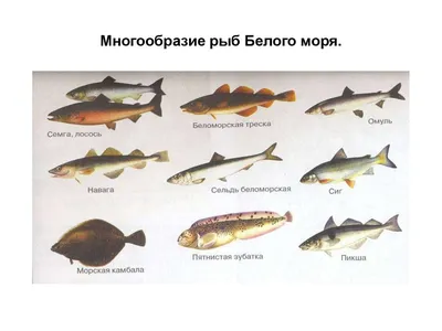 Сёмга-матушка – GoArctic.ru – Портал о развитии Арктики