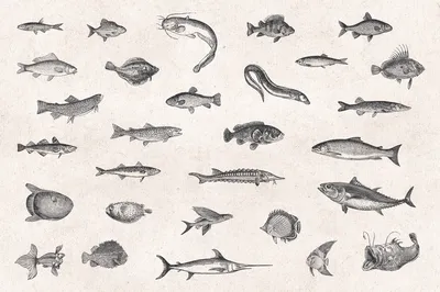 Рыбы белого моря - презентация онлайн