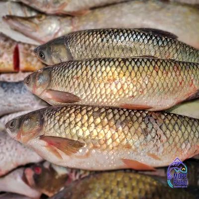 Учёные установят, чище ли рыба из Белого моря, чем из Баренцева