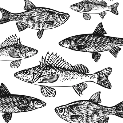 Промышленный вылов семги в Белом море предлагают заменить любительской  рыбалкой | Ветеринария и жизнь