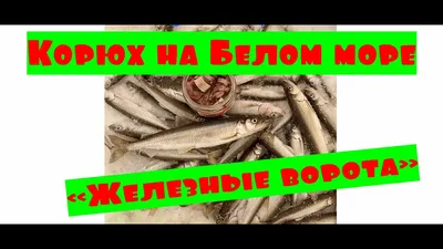 Рыбный гид. Скумбрия и скумбриевые - Статьи и лайфхаки от Деликатеска.ру