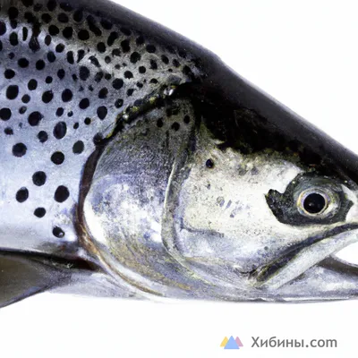 Самая крупная рыба в азовском море - 66 фото