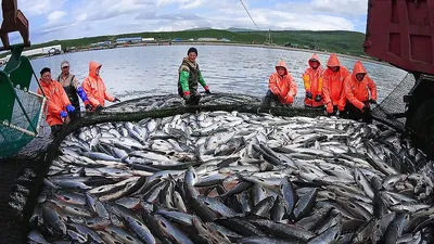 3 рыбы с Дальнего Востока, которые живут в европейских водоёмах припеваючи  | Природа и не только | Дзен