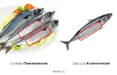 Лососевых Дальнего Востока собрали в одной книге