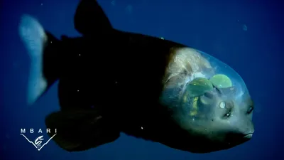 Мелководье Тихого океана Butterflyfish рыб Стоковое Фото - изображение  насчитывающей рыбы, двойник: 96770724