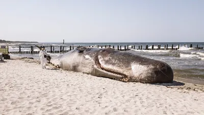 The worlds largest ocean sunfish compared to how / подводный мир :: рыбы ::  океан :: аквалангист - JoyReactor