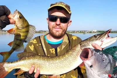 Рыбак поймал огромного жереха, Самарская область - 25 июня 2023 -  tolyatty.ru