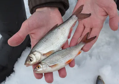 Елец (Leuciscus leuciscus) | FishingBY.com