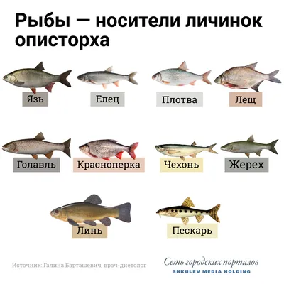 Белая рыба (с верху в низ): Уклейка, Елец, Язь, Плотва - YouTube
