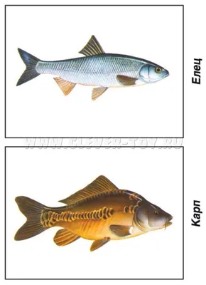 Рыба Елец - Заметки рыболова