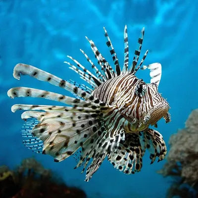 Крылатка полосатая черная - Pterois volitans (8см)