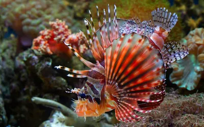 Ядовитые рыбы : Крылатка : Pterois volitans : Карибское Море : Фото :  Aquafanat: аквариум и аквариумистика, форум аквариумистов и аквариумные  рыбки